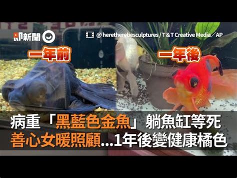 黑牡丹金魚風水